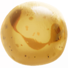 Neutrophil graphic